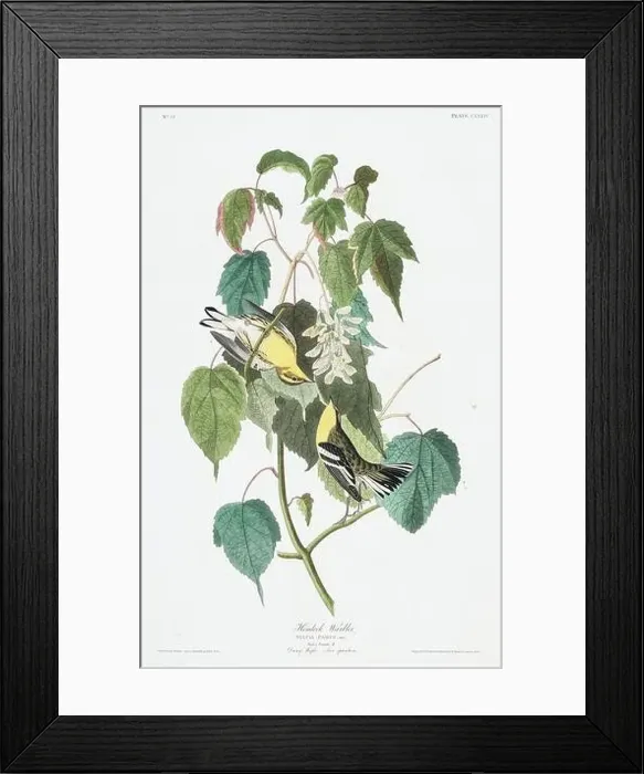 Framed Print : Warbler. Bird illustration from Birds of America by John James Audubon- 1860 Framed Print : Warbler. Bird illustration from Birds of America by John James Audubon- 1860