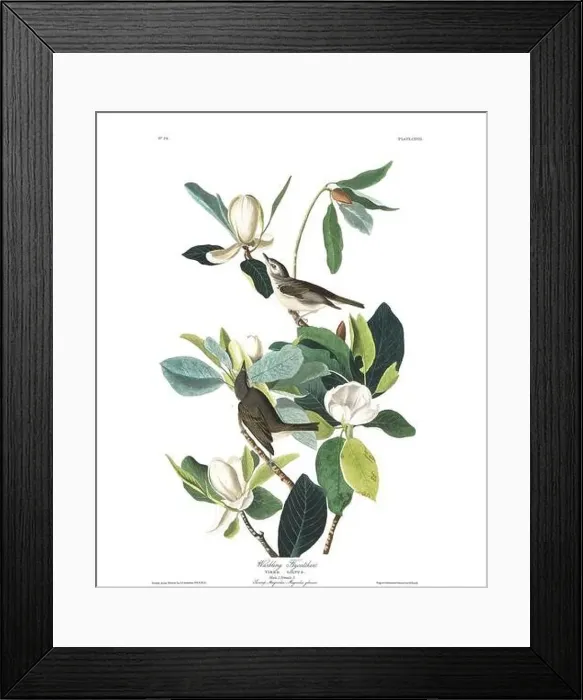 Framed Print : Warbling flycatcher. Bird illustration from Birds of America by John James Audubon- 1860 Framed Print : Warbling flycatcher. Bird illustration from Birds of America by John James Audubon- 1860