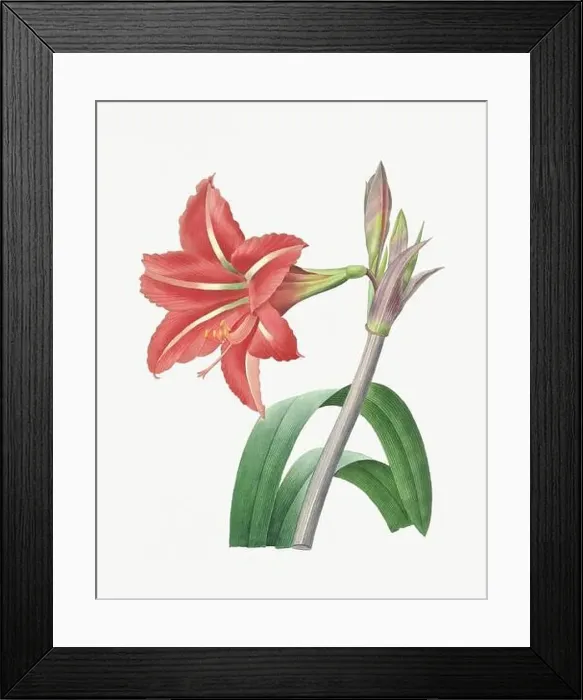 Framed Print : Flower illustration.Amarillis Framed Print : Flower illustration.Amarillis