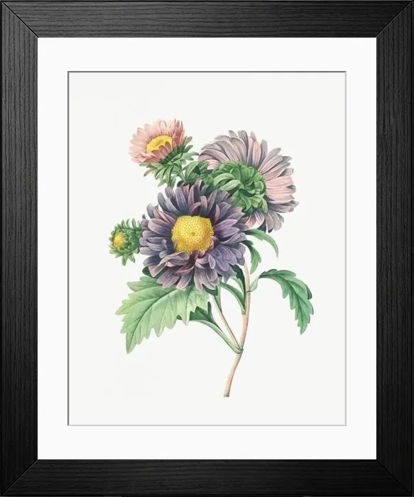 Framed Print : Flower illustration. Aster Framed Print : Flower illustration. Aster