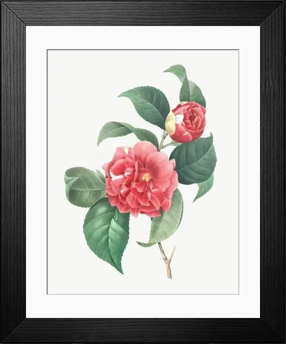 Framed Print : Flower illustration. Camellia Framed Print : Flower illustration. Camellia