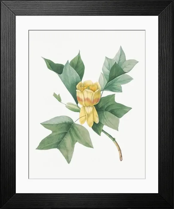 Framed Print : Flower illustration. Culipier Framed Print : Flower illustration. Culipier