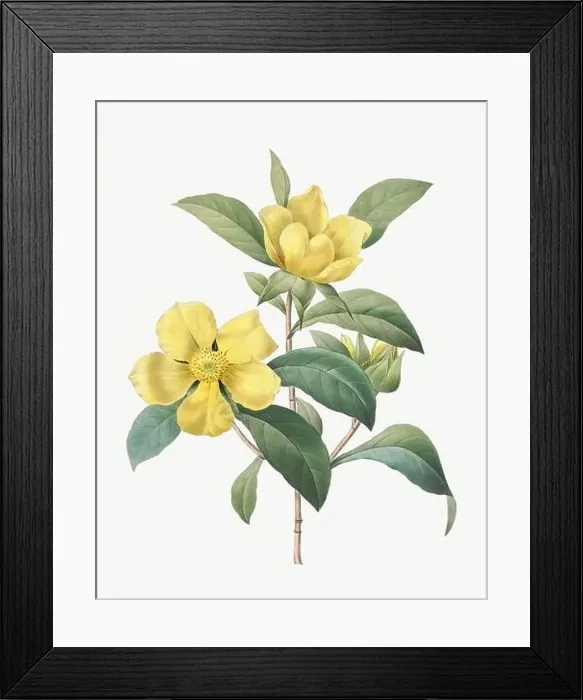 Framed Print : Flower illustration. Dillenia