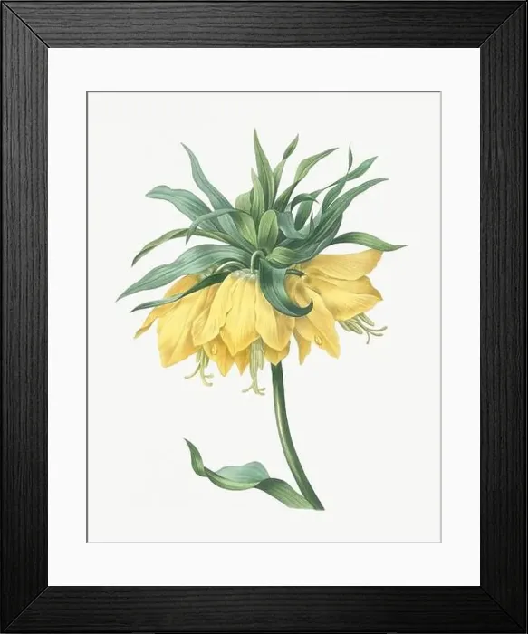 Framed Print : Flower illustration. Fritillaire Framed Print : Flower illustration. Fritillaire