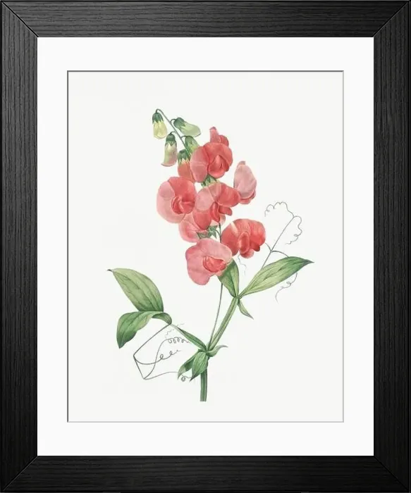 Framed Print : Flower illustration. Gesse Framed Print : Flower illustration. Gesse