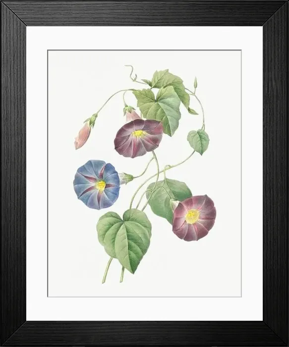 Framed Print : Flower illustration. Ipomea Framed Print : Flower illustration. Ipomea