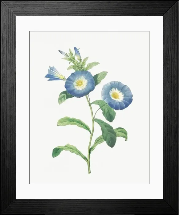 Framed Print : Flower illustration. Liseron Framed Print : Flower illustration. Liseron