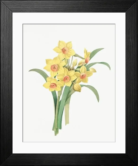 Framed Print : Flower illustration. Narcisse