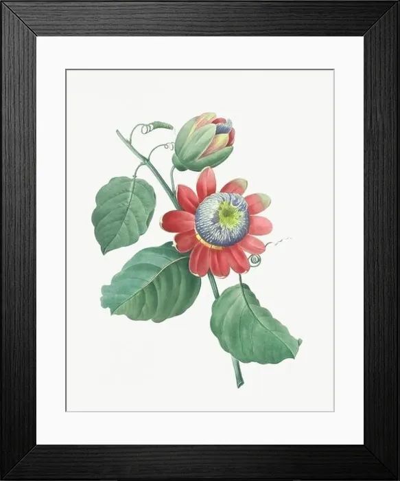 Framed Print : Flower illustration. Passion Flower Framed Print : Flower illustration. Passion Flower