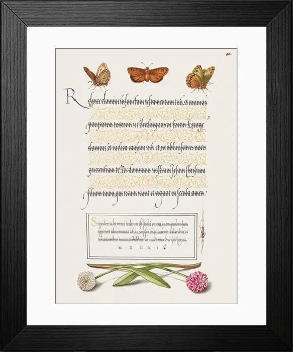 Framed Print : Medieval ornaments. Butterflies, Moth, Spider and English Daisies Framed Print : Medieval ornaments. Butterflies, Moth, Spider and English Daisies