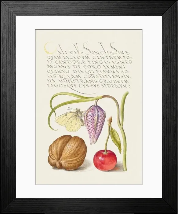 Framed Print : Medieval ornaments. Butterfly, Snakeshead, English Walnut, and Sweet Cherry Framed Print : Medieval ornaments. Butterfly, Snakeshead, English Walnut, and Sweet Cherry