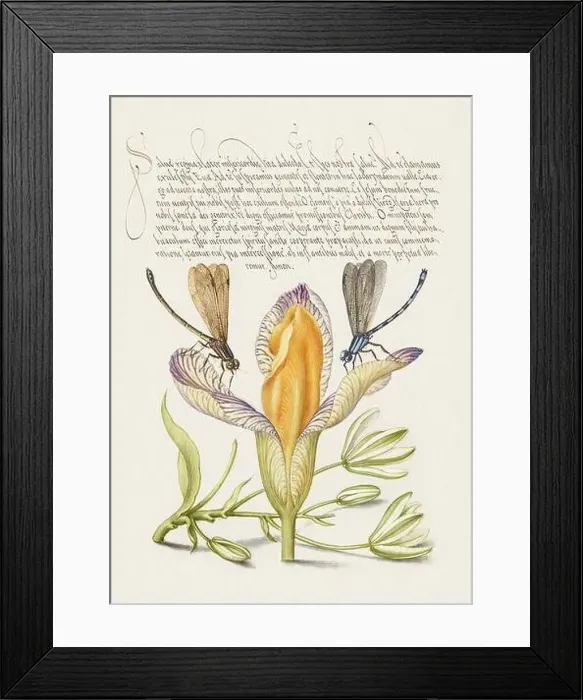 Framed Print : Medieval ornaments. Damselflies, Spanish Iris and Star-of-Bethlehem Framed Print : Medieval ornaments. Damselflies, Spanish Iris and Star-of-Bethlehem