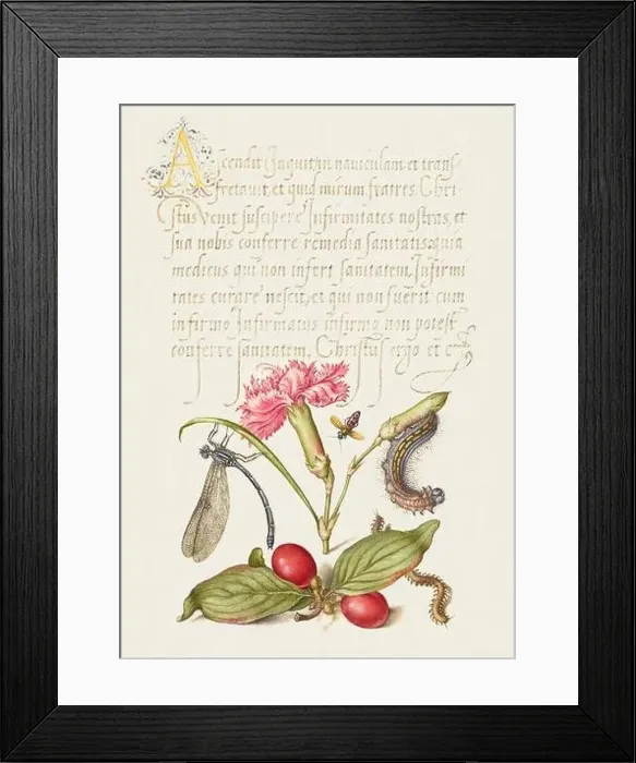 Framed Print : Medieval ornaments. Damselfly, Carnation, Firebug, Caterpillar, Carnelian Cherry and Centipede Framed Print : Medieval ornaments. Damselfly, Carnation, Firebug, Caterpillar, Carnelian Cherry and Centipede