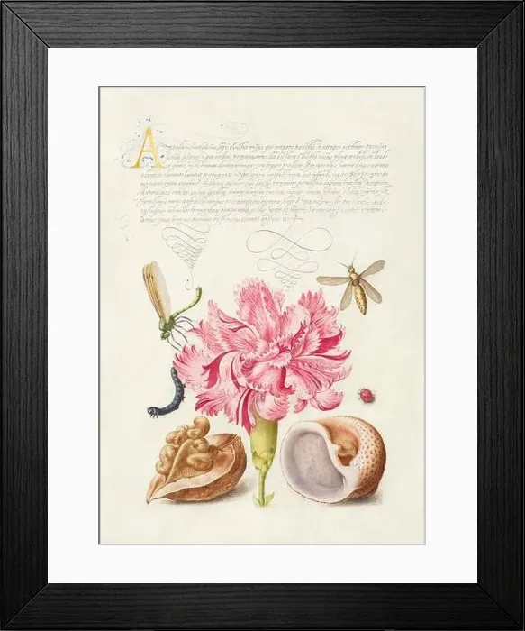 Framed Print : Medieval ornaments. Damselfly, Carnation, Insect, Caterpillar, Ladybird, English Walnut and Marine Mollusk Framed Print : Medieval ornaments. Damselfly, Carnation, Insect, Caterpillar, Ladybird, English Walnut and Marine Mollusk