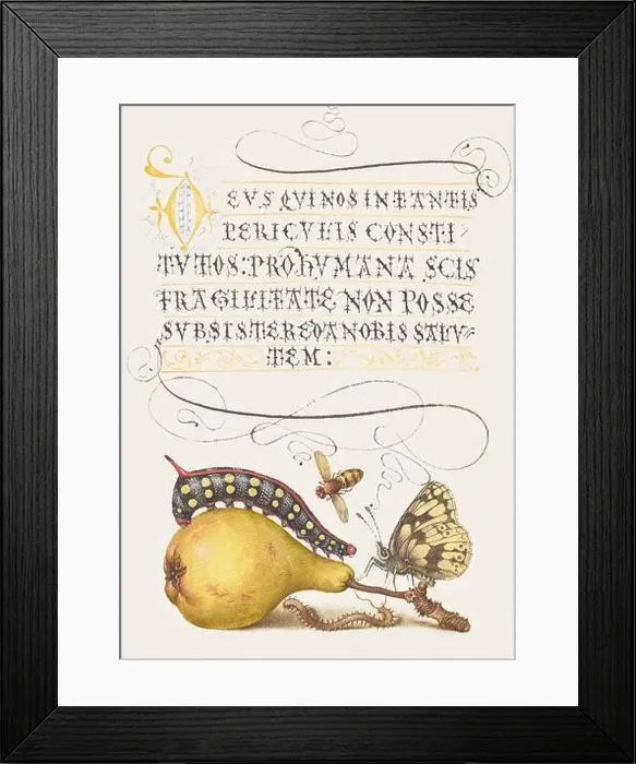 Framed Print : Medieval ornaments. Fly, Caterpillar, Pear and Centipede Framed Print : Medieval ornaments. Fly, Caterpillar, Pear and Centipede