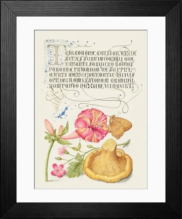 Framed Print : Medieval ornaments. Four o`Clock, Brown Hairstreak, Herb Robert and Chanterelle Framed Print : Medieval ornaments. Four o`Clock, Brown Hairstreak, Herb Robert and Chanterelle
