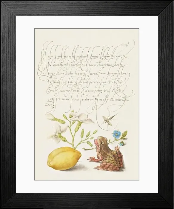Framed Print : Medieval ornaments. Gillyflower, Insect, Germander, Almond, and Frog Framed Print : Medieval ornaments. Gillyflower, Insect, Germander, Almond, and Frog