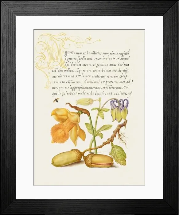 Framed Print : Medieval ornaments. Insect, Daffodil, European Columbine and English Oak Acorns Framed Print : Medieval ornaments. Insect, Daffodil, European Columbine and English Oak Acorns
