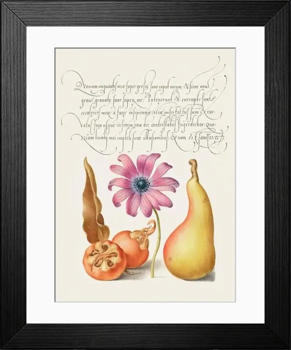 Framed Print : Medieval ornaments. Medlar, Poppy Anemone and Pear Framed Print : Medieval ornaments. Medlar, Poppy Anemone and Pear