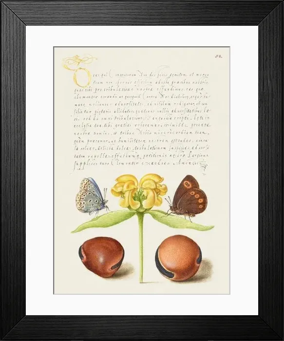 Framed Print : Medieval ornaments. Moths, Jerusalem Sage, and Beans Framed Print : Medieval ornaments. Moths, Jerusalem Sage, and Beans