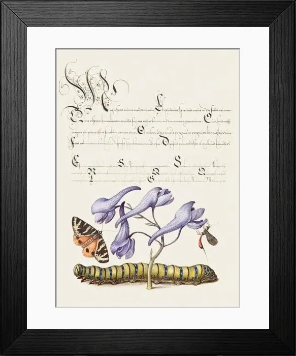 Framed Print : Medieval ornaments. Tiger Moth, Larkspur, Insect and Caterpillar Framed Print : Medieval ornaments. Tiger Moth, Larkspur, Insect and Caterpillar