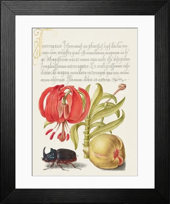 Framed Print : Medieval ornaments. Turk`s Cap, Rhinoceros Beetle and Pomegranate Framed Print : Medieval ornaments. Turk`s Cap, Rhinoceros Beetle and Pomegranate