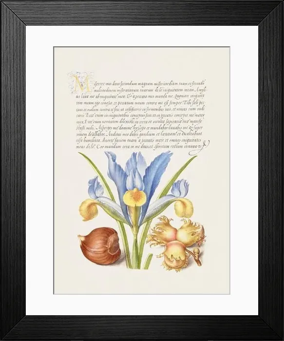 Framed Print : Medieval ornaments. Chestnut, English Iris, and European Filbert Framed Print : Medieval ornaments. Chestnut, English Iris, and European Filbert
