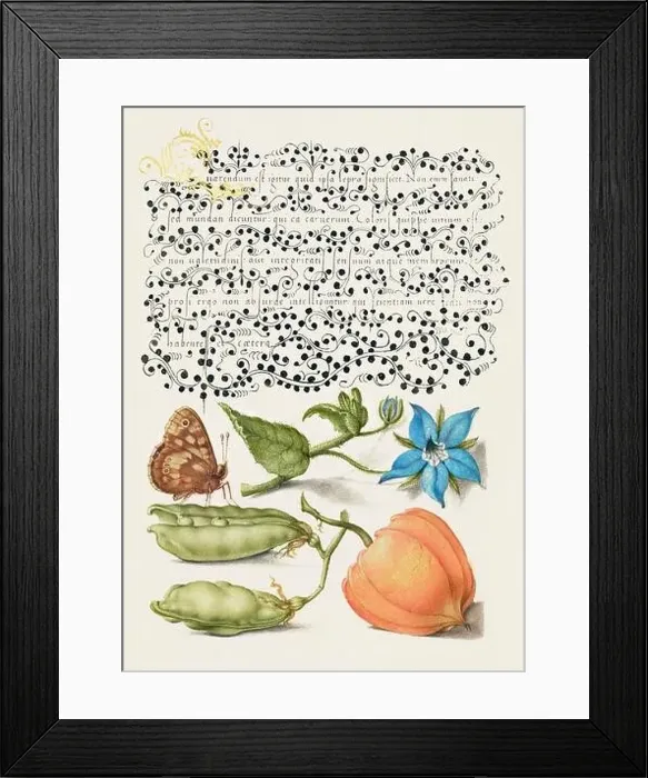 Framed Print : Medieval ornaments. Wood, Talewort, Garden Pea, and Lantern Plant Framed Print : Medieval ornaments. Wood, Talewort, Garden Pea, and Lantern Plant