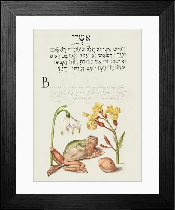 Framed Print : Medieval ornaments. Spring Snowflake, Tree Frog, Wallflower, and Marine Mollusk Framed Print : Medieval ornaments. Spring Snowflake, Tree Frog, Wallflower, and Marine Mollusk