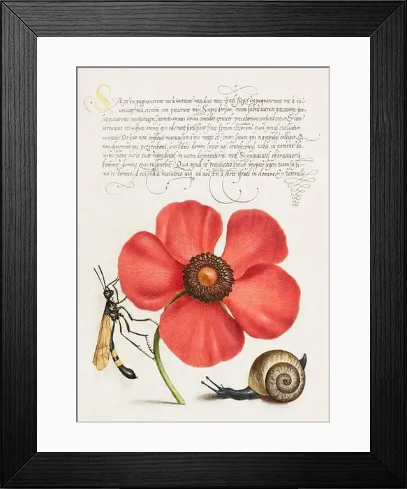 Framed Print : Medieval ornaments. Mollusk, Poppy Anemone, and Crane Fly Framed Print : Medieval ornaments. Mollusk, Poppy Anemone, and Crane Fly