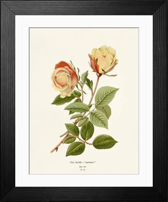 Framed Print : Flower illustration. Tea Rose Safrano Framed Print : Flower illustration. Tea Rose Safrano