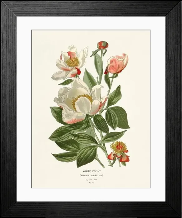 Framed Print : Flower illustration. White Peony Framed Print : Flower illustration. White Peony