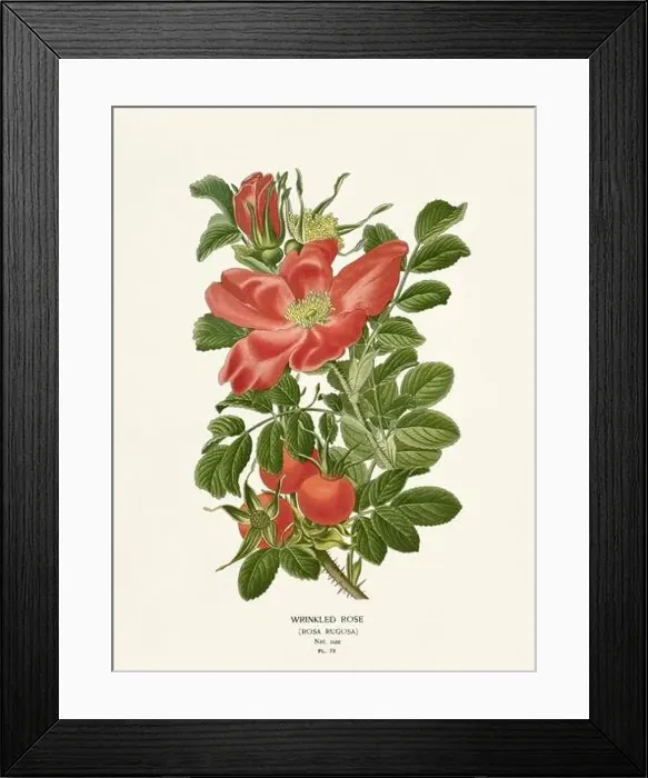 Framed Print : Flower illustration. Rose Framed Print : Flower illustration. Rose
