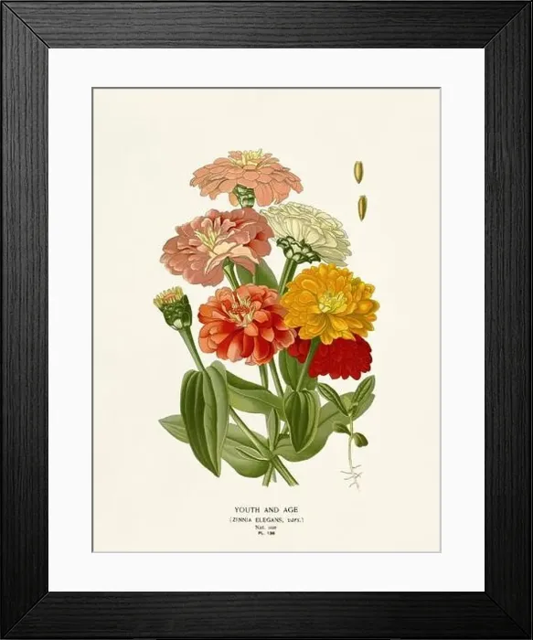 Framed Print : Flower illustration. Youth and Age Framed Print : Flower illustration. Youth and Age