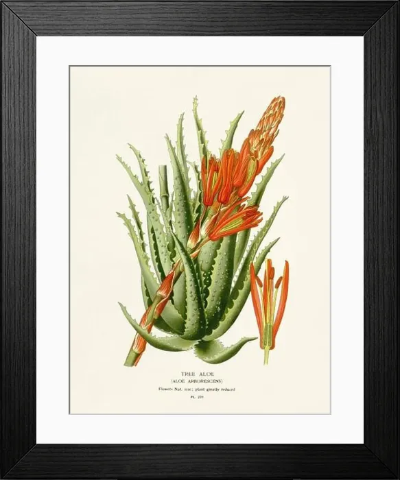 Framed Print : Flower illustration. Aloe Framed Print : Flower illustration. Aloe