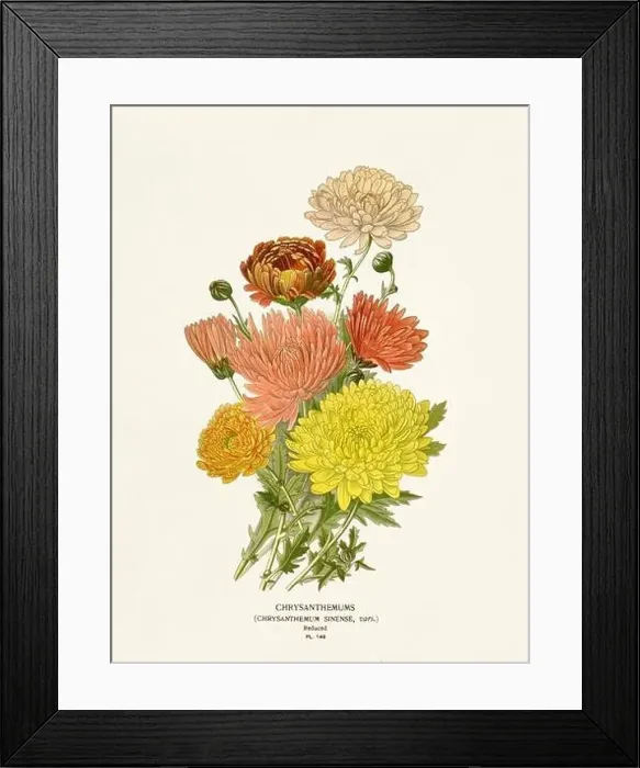 Framed Print : Flower illustration. Chrysanthemums Framed Print : Flower illustration. Chrysanthemums