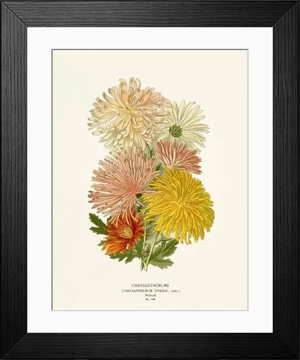 Framed Print : Flower illustration. Chrysanthemums Framed Print : Flower illustration. Chrysanthemums