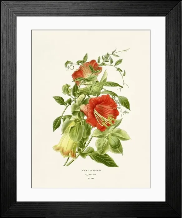 Framed Print : Flower illustration. Cobaea Scandens Framed Print : Flower illustration. Cobaea Scandens
