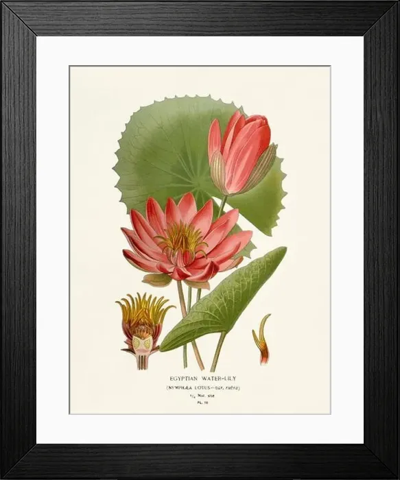 Framed Print : Flower illustration. Egypcian Water-Lily Framed Print : Flower illustration. Egypcian Water-Lily