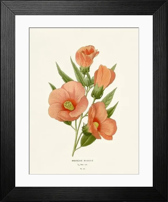 Framed Print : Flower illustration. Hibiscus Roseus Framed Print : Flower illustration. Hibiscus Roseus