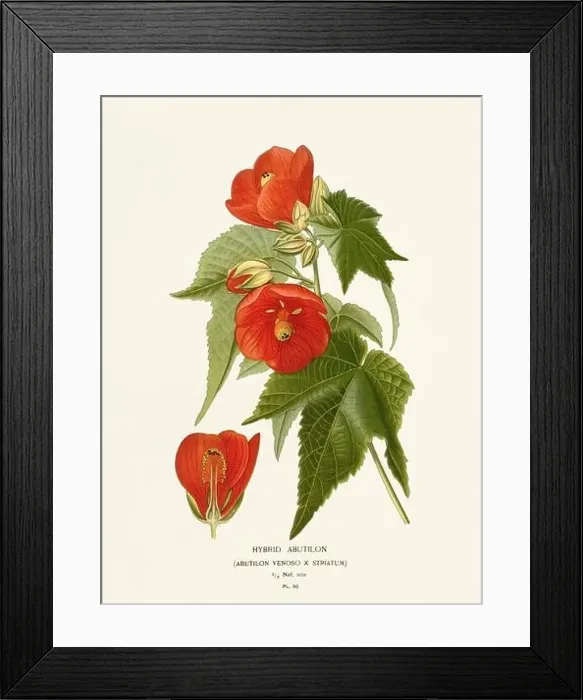 Framed Print : Flower illustration. Abutilon Framed Print : Flower illustration. Abutilon