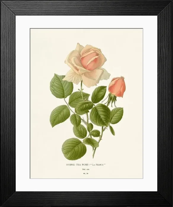 Framed Print : Flower illustration. Tea Rose Framed Print : Flower illustration. Tea Rose
