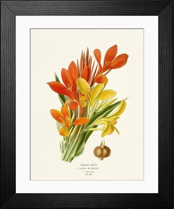 Framed Print : Flower illustration. Indian Shot Framed Print : Flower illustration. Indian Shot