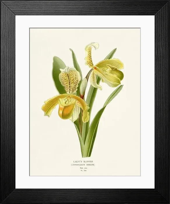 Framed Print : Flower illustration. Lady`s Slipper