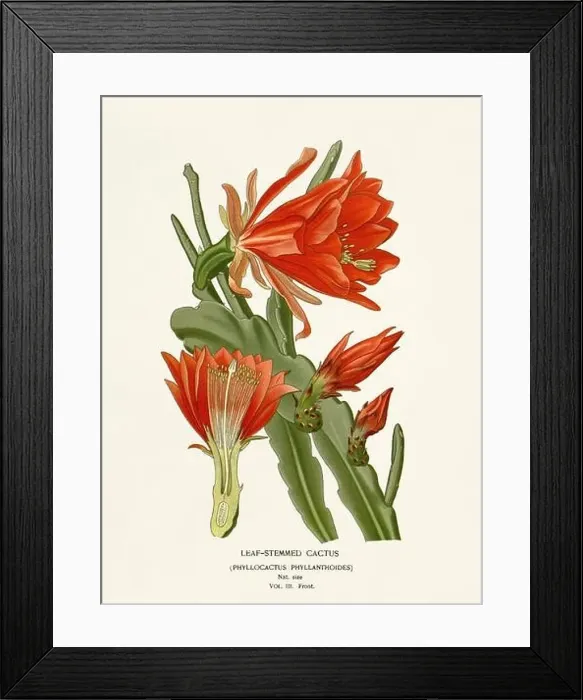 Framed Print : Flower illustration. Leaf-Stemmed Cactus Framed Print : Flower illustration. Leaf-Stemmed Cactus