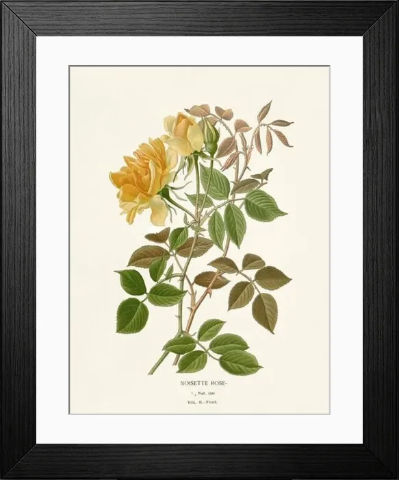 Framed Print : Flower illustration. Noisette Rose Framed Print : Flower illustration. Noisette Rose