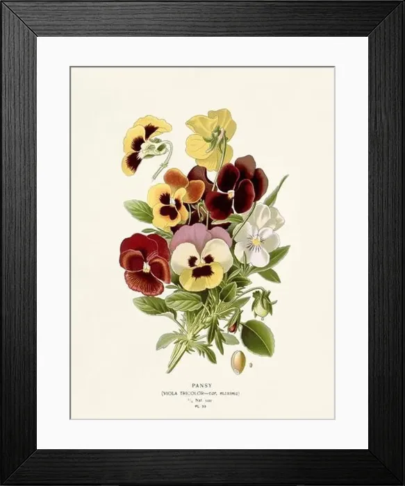 Framed Print : Flower illustration. Pansy Framed Print : Flower illustration. Pansy