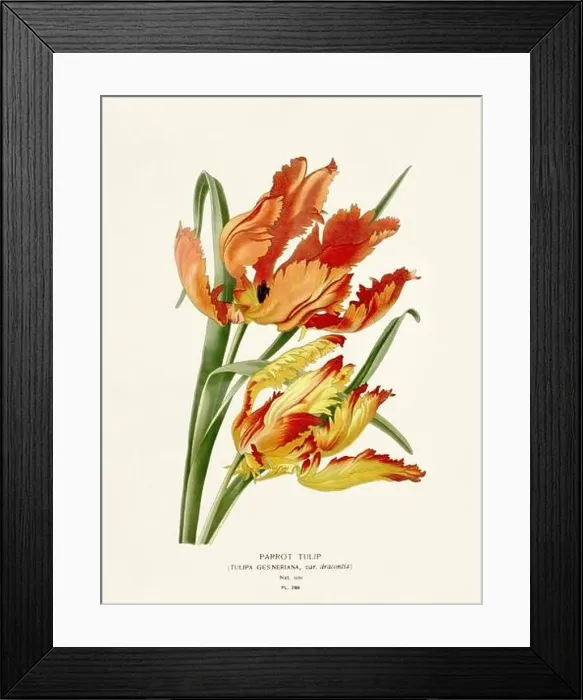 Framed Print : Flower illustration. Tulip Framed Print : Flower illustration. Tulip