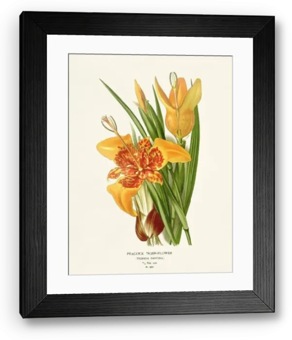 Framed Print : Flower illustration. Peacock Tiger-Flower Framed Print : Flower illustration. Peacock Tiger-Flower