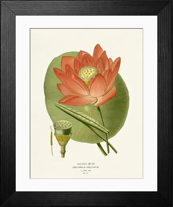 Framed Print : Flower illustration. Sacred Bean Framed Print : Flower illustration. Sacred Bean